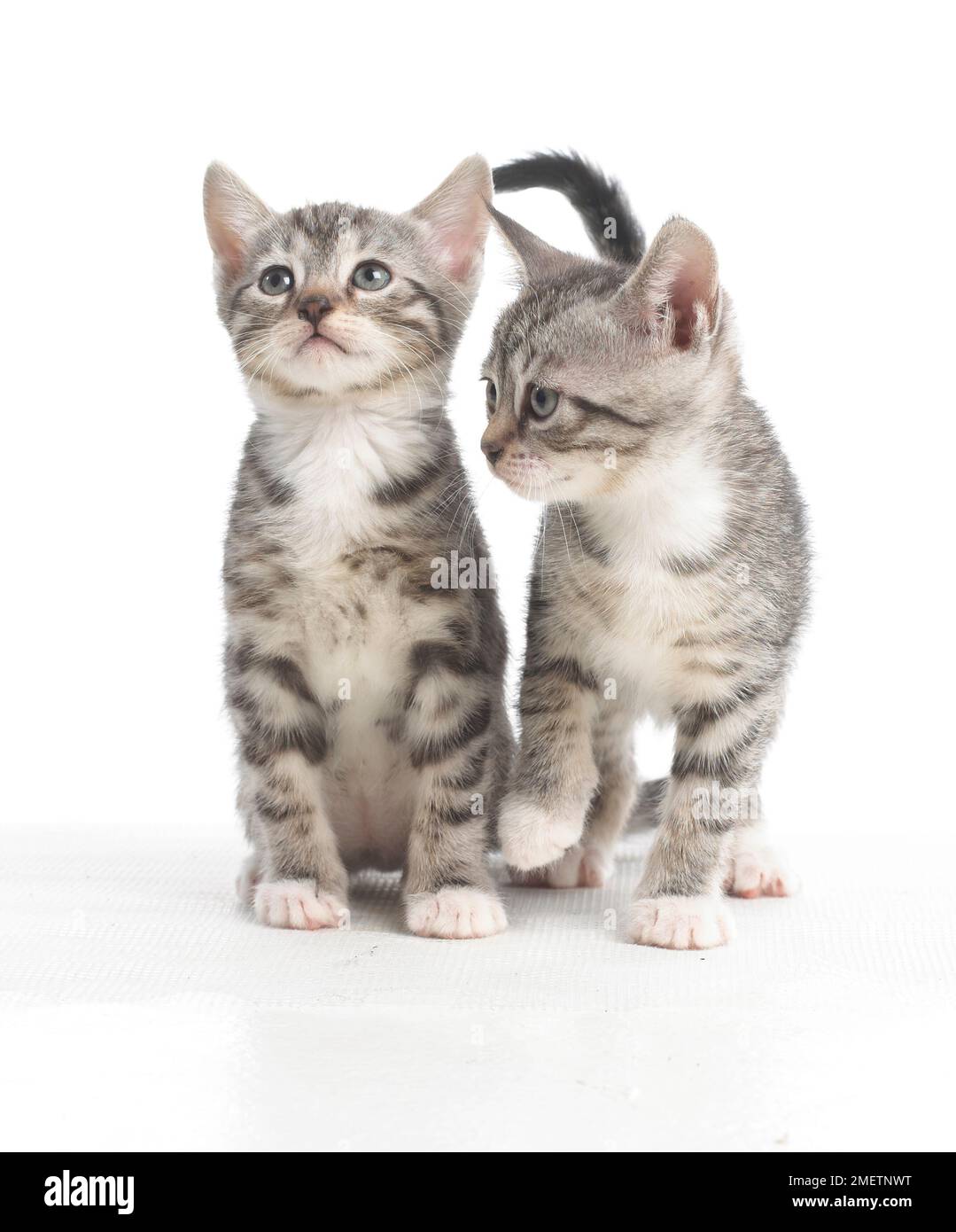 Due gattini grigi da tabby, gattini a croce inglese e bengala, di 5 settimane Foto Stock