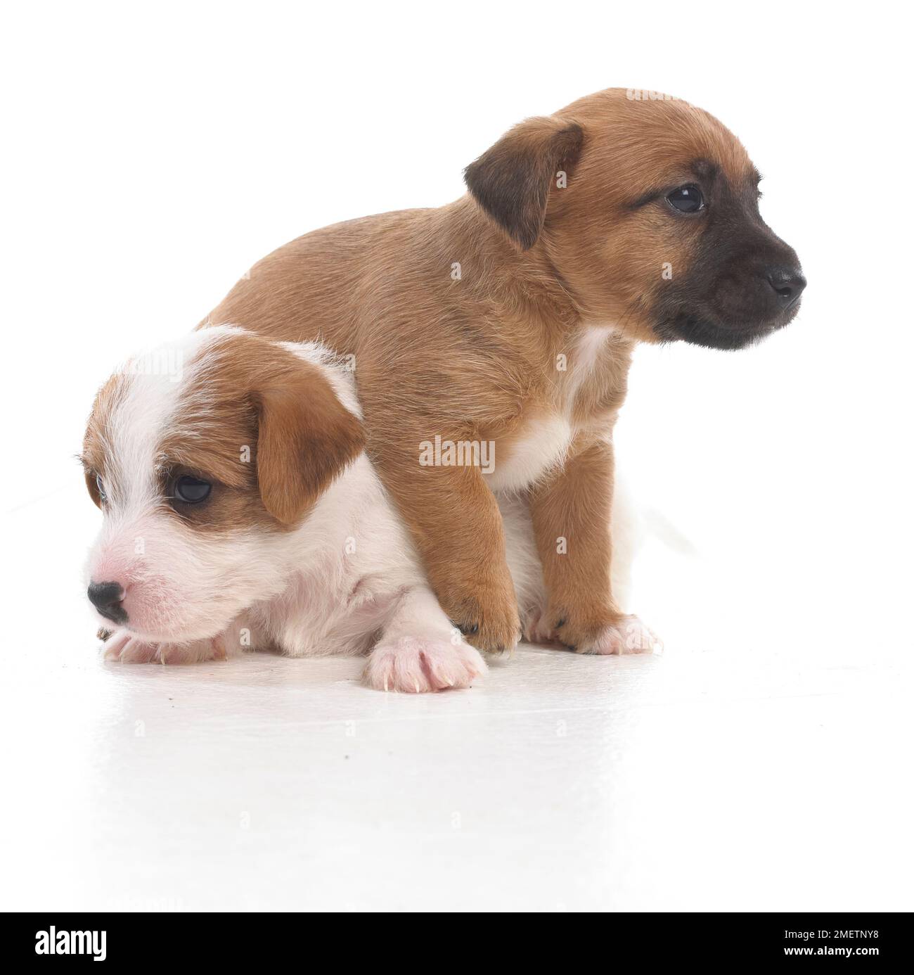 Jack Russell Terrier Lakeland cross, cuccioli, 5 settimane di età Foto Stock