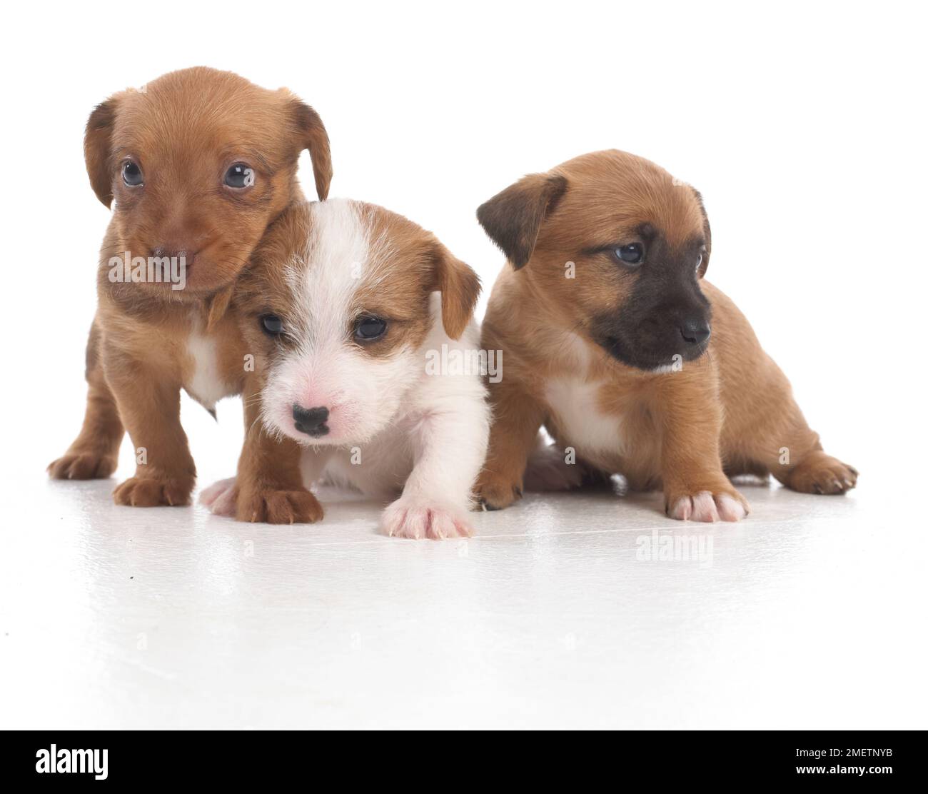 Jack Russell Terrier Lakeland cross, cuccioli, 5 settimane di età Foto Stock
