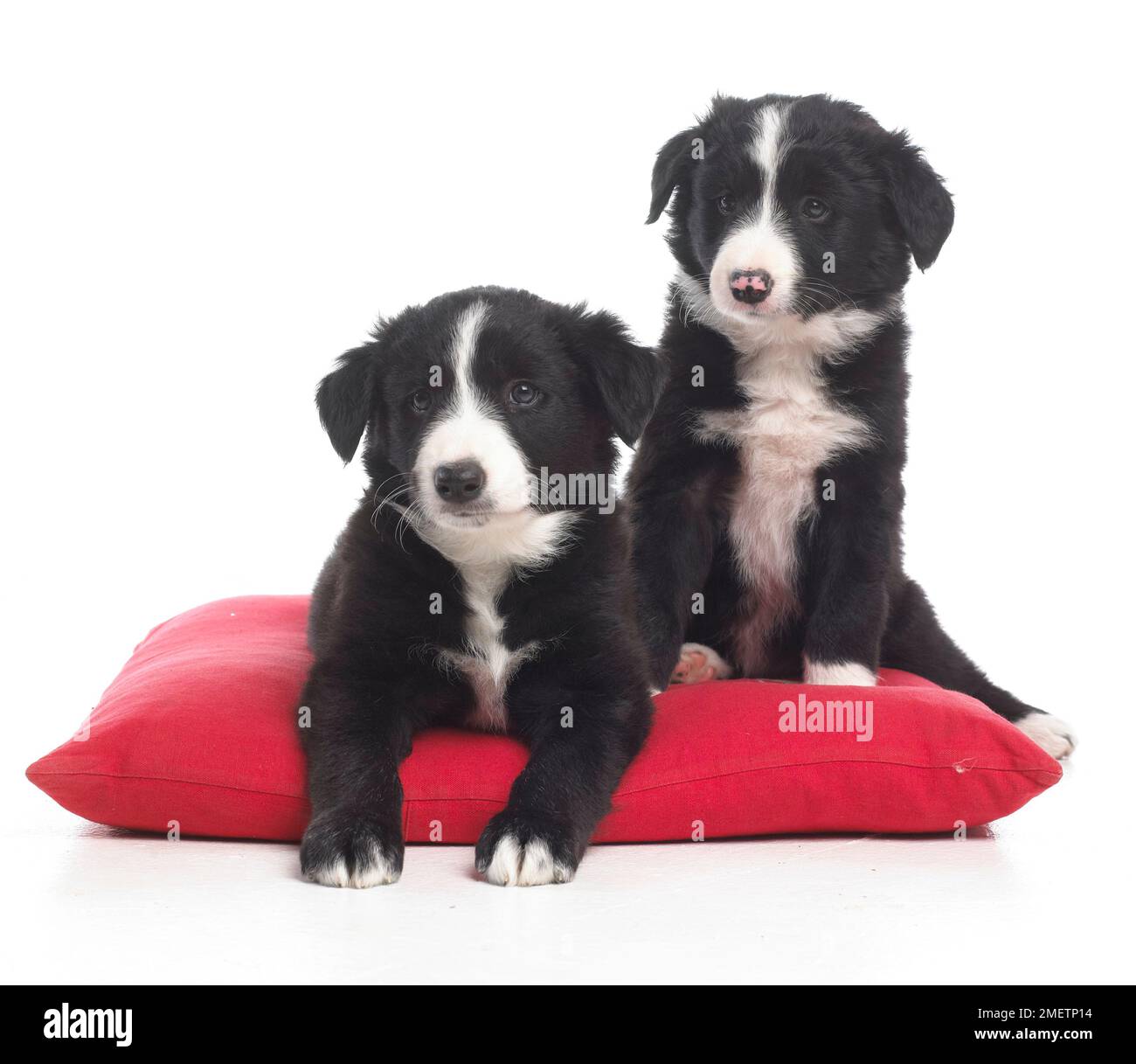 Due in bianco e nero sheepdog cuccioli sul cuscino o un cuscino di 7 settimane Foto Stock