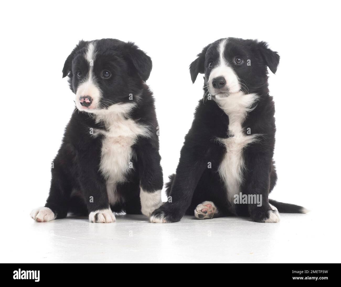 Due cuccioli di cane da pecora in bianco e nero, di 7 settimane Foto Stock
