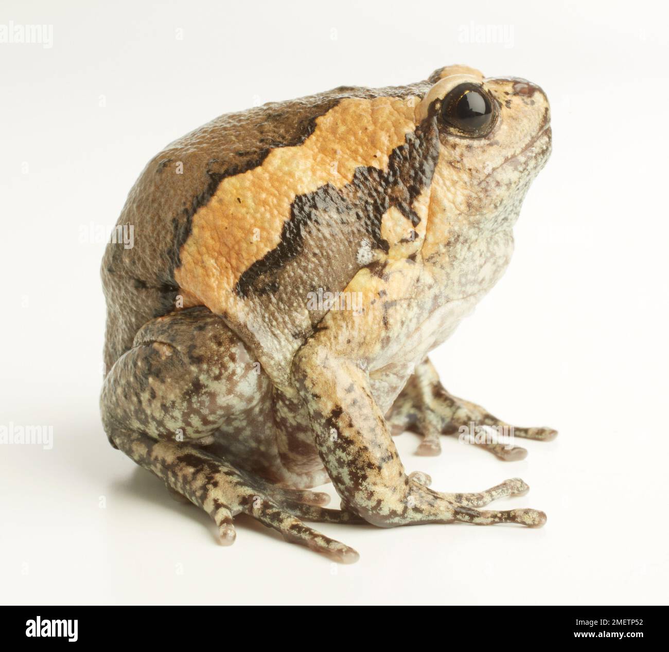 Nastrare rana toro, Chubby Frog (Kaloula pulchra) Foto Stock