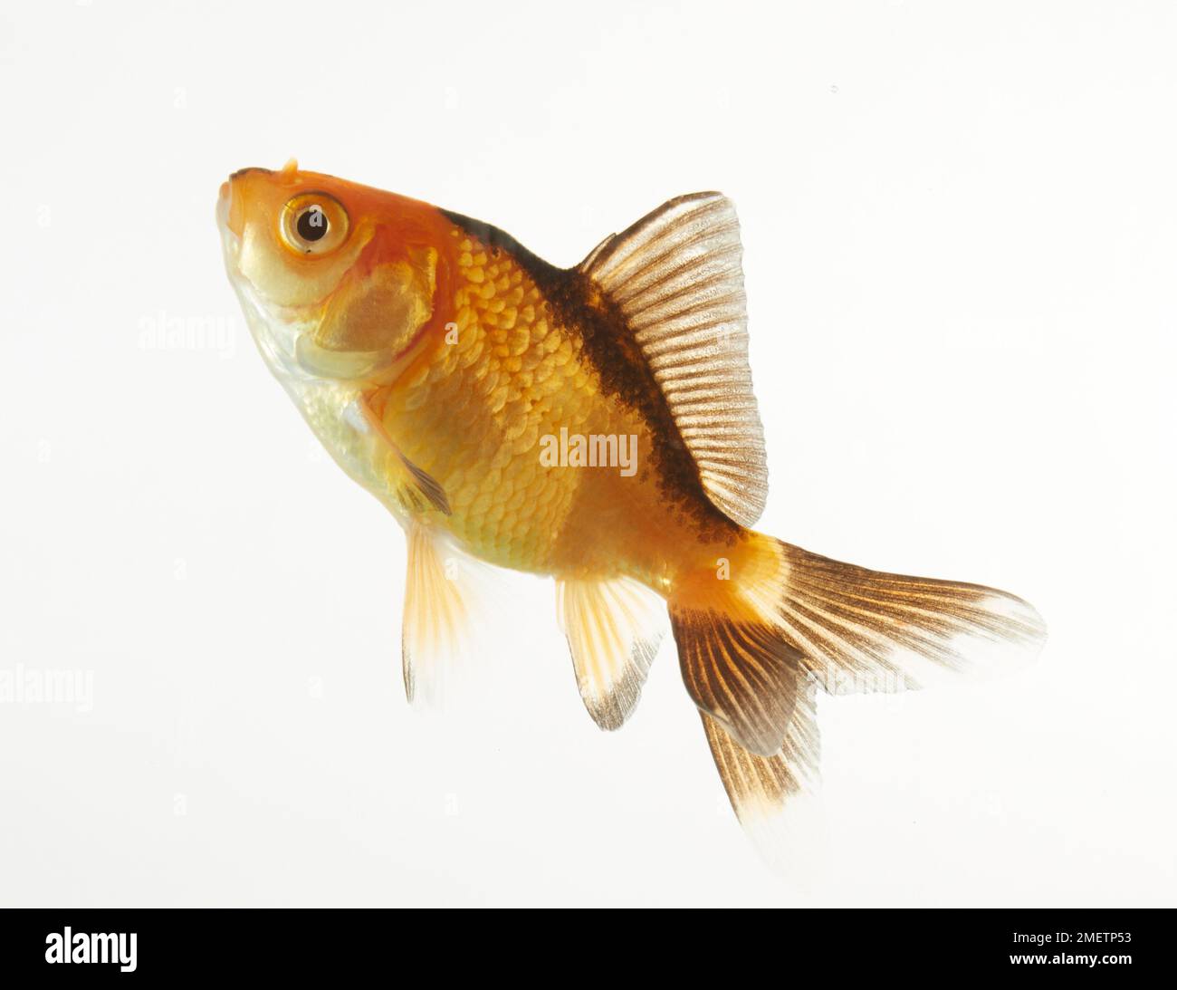 Fiocco Goldfish Foto Stock