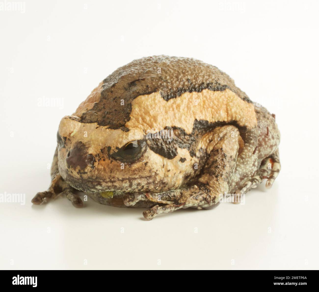 Nastrare rana toro, Chubby Frog (Kaloula pulchra) Foto Stock