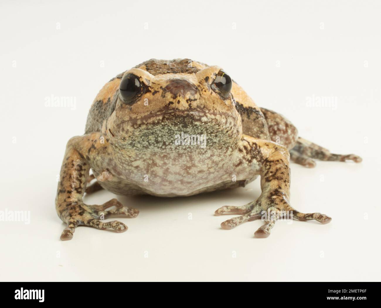 Nastrare rana toro, Chubby Frog (Kaloula pulchra) Foto Stock