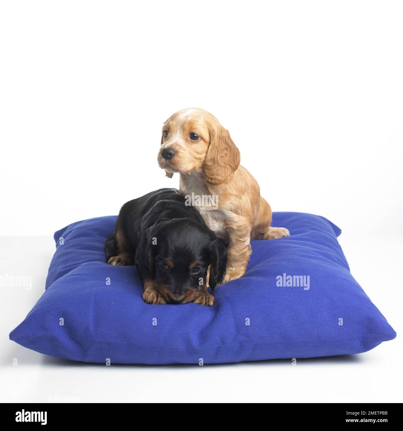 Cuccioli di Spaniel, di 4 settimane Foto Stock