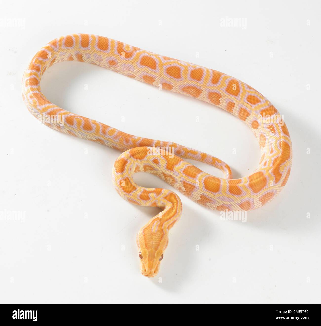 Albino Burmese Python (bivittatus Python), 8 settimane maschi Foto Stock