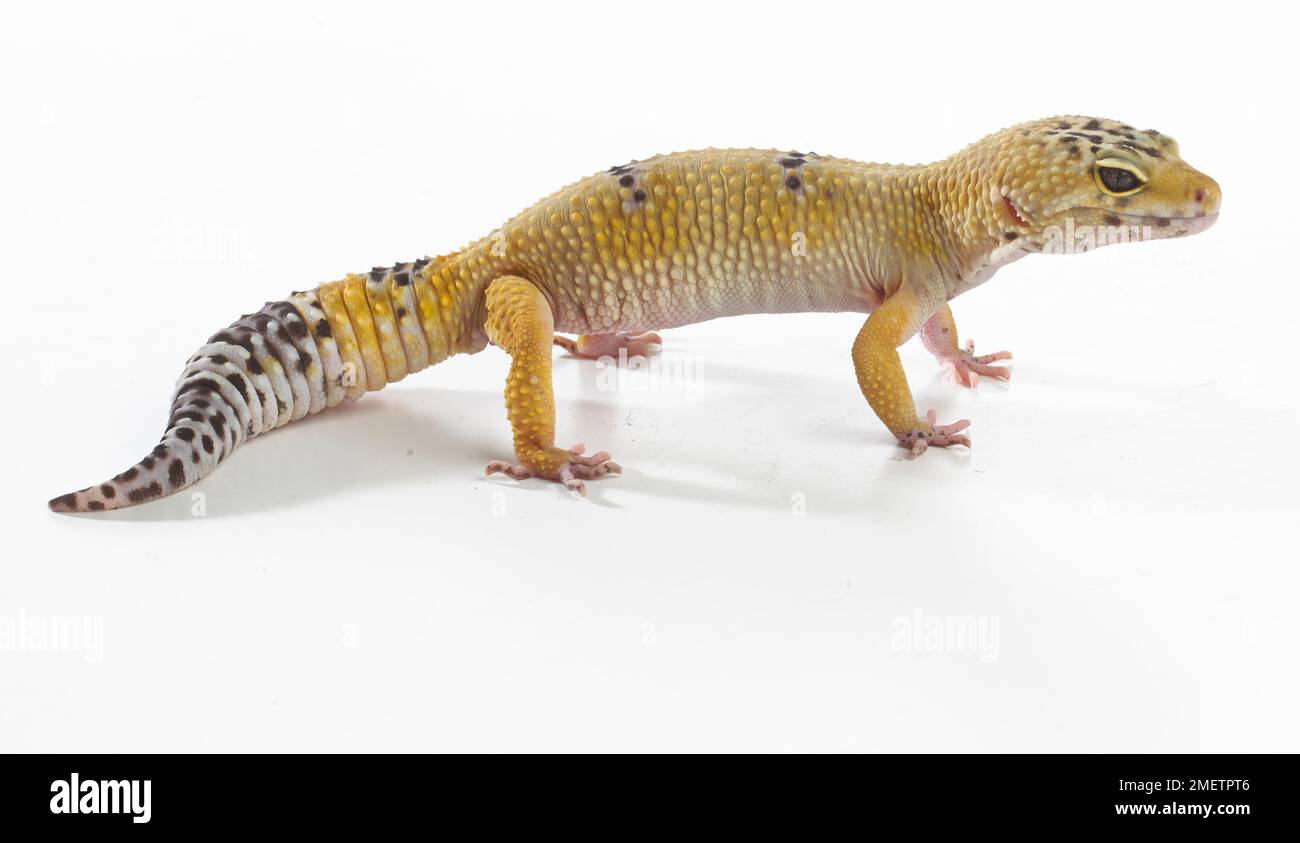 Leopard Gecko (Eublepharis macularius), 2-anno-vecchio maschio Foto Stock