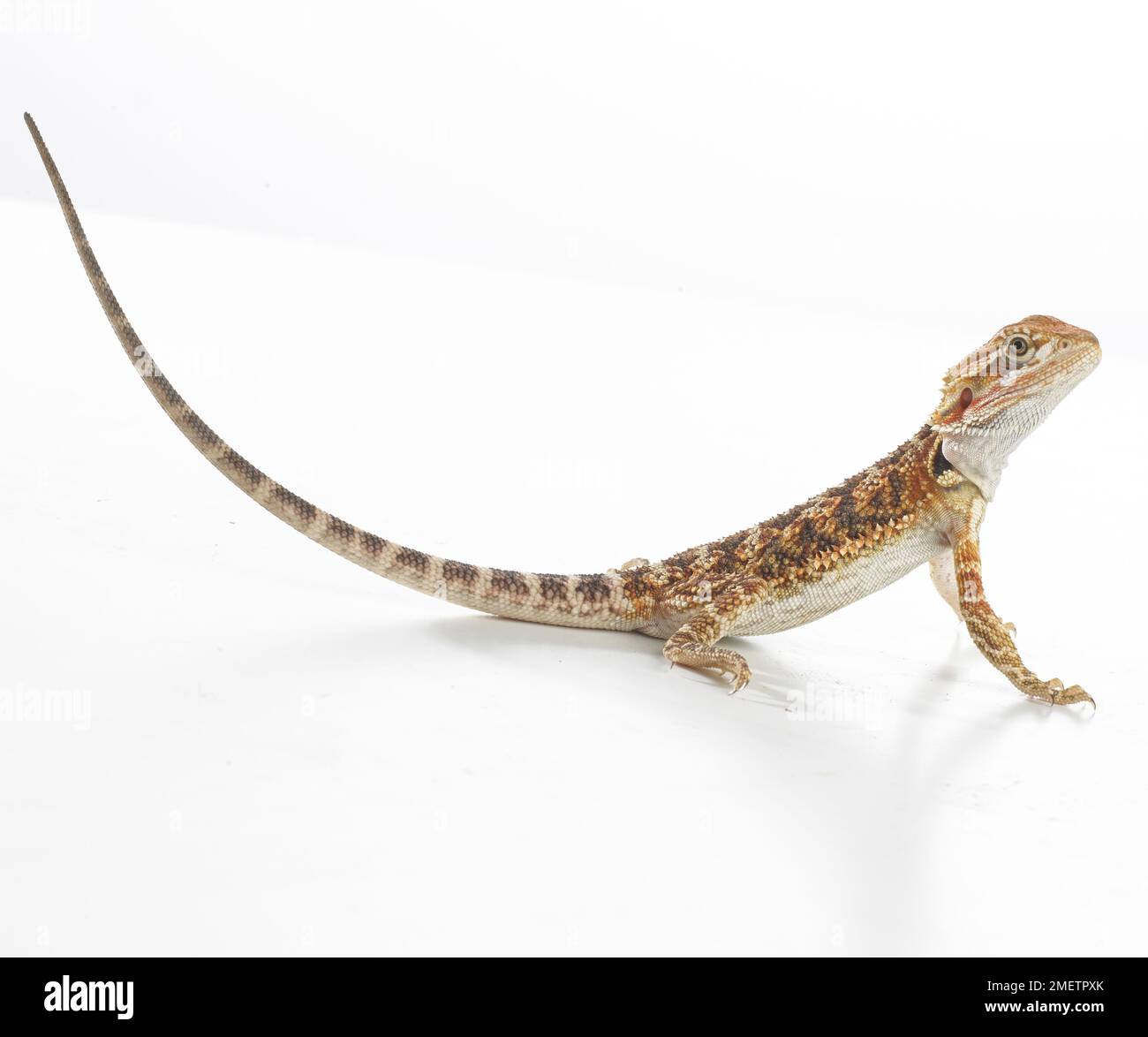 Drago barbuto Pogona (sp). Foto Stock