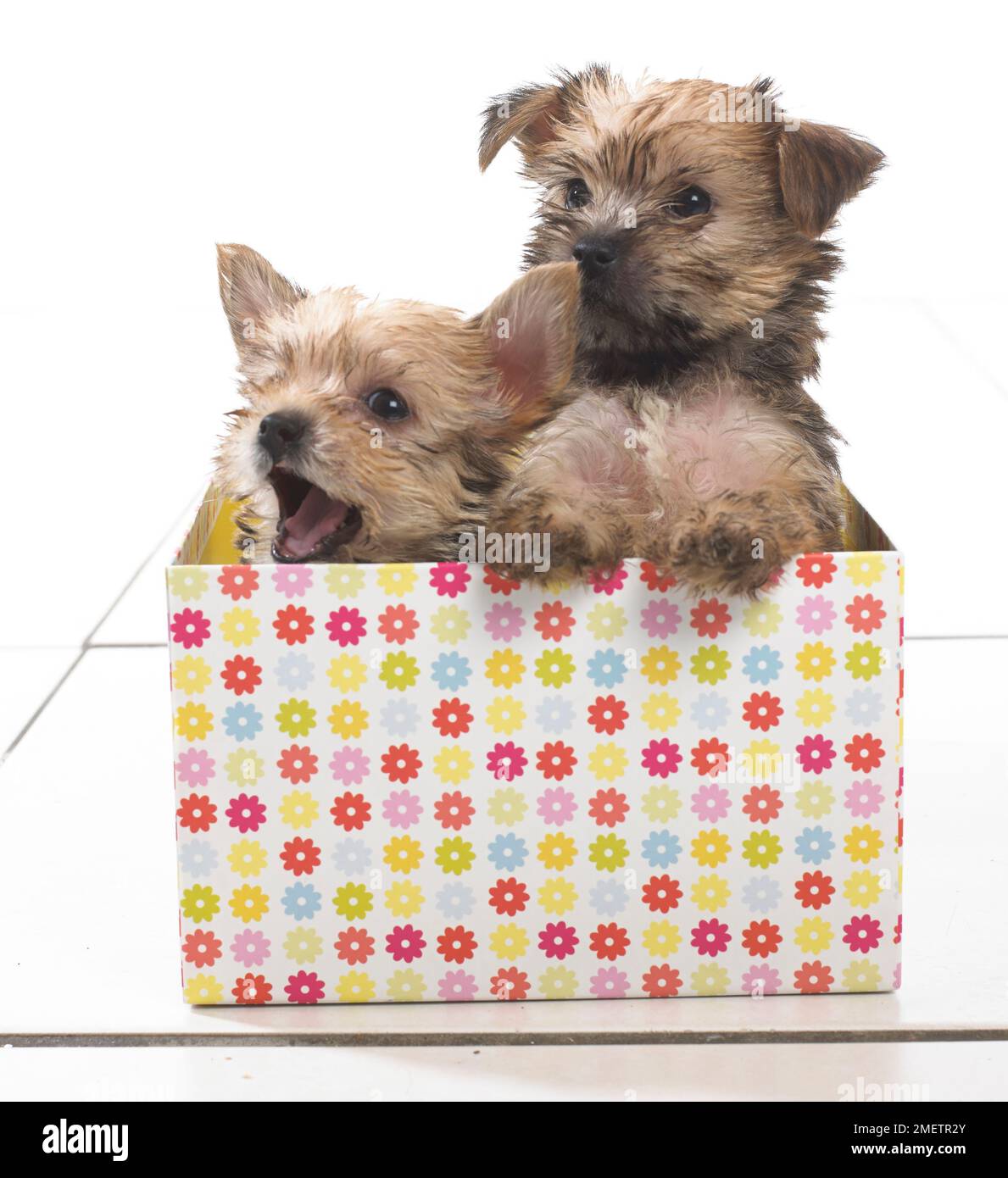 Due cuccioli seduti in scatola colorata Foto Stock