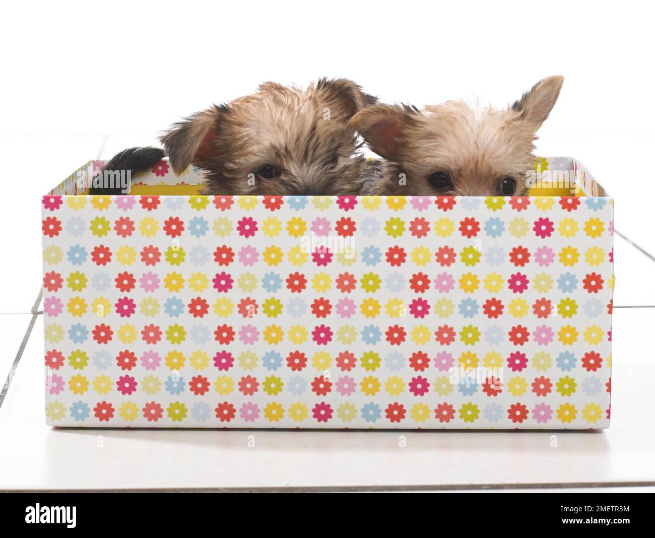 Due cuccioli sbirciano dalla parte superiore della scatola colorata Foto Stock