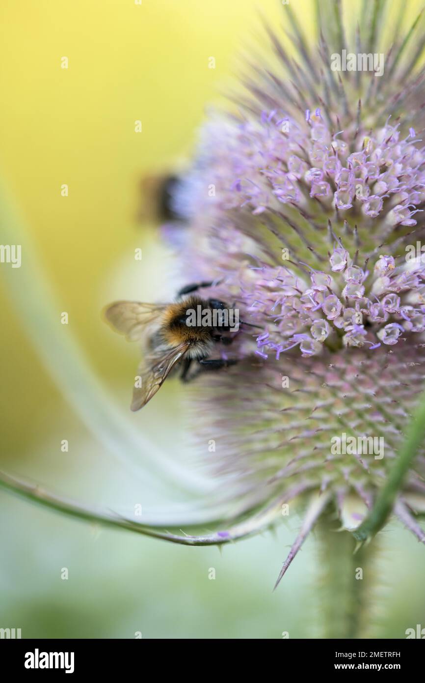 Comune carder-bee (Bombus pascuorum) su teasel selvatico (Dipsacus fullonum), bumblebee raccolta di cibo sul fiore, giardino naturale, Velbert, Nord Foto Stock