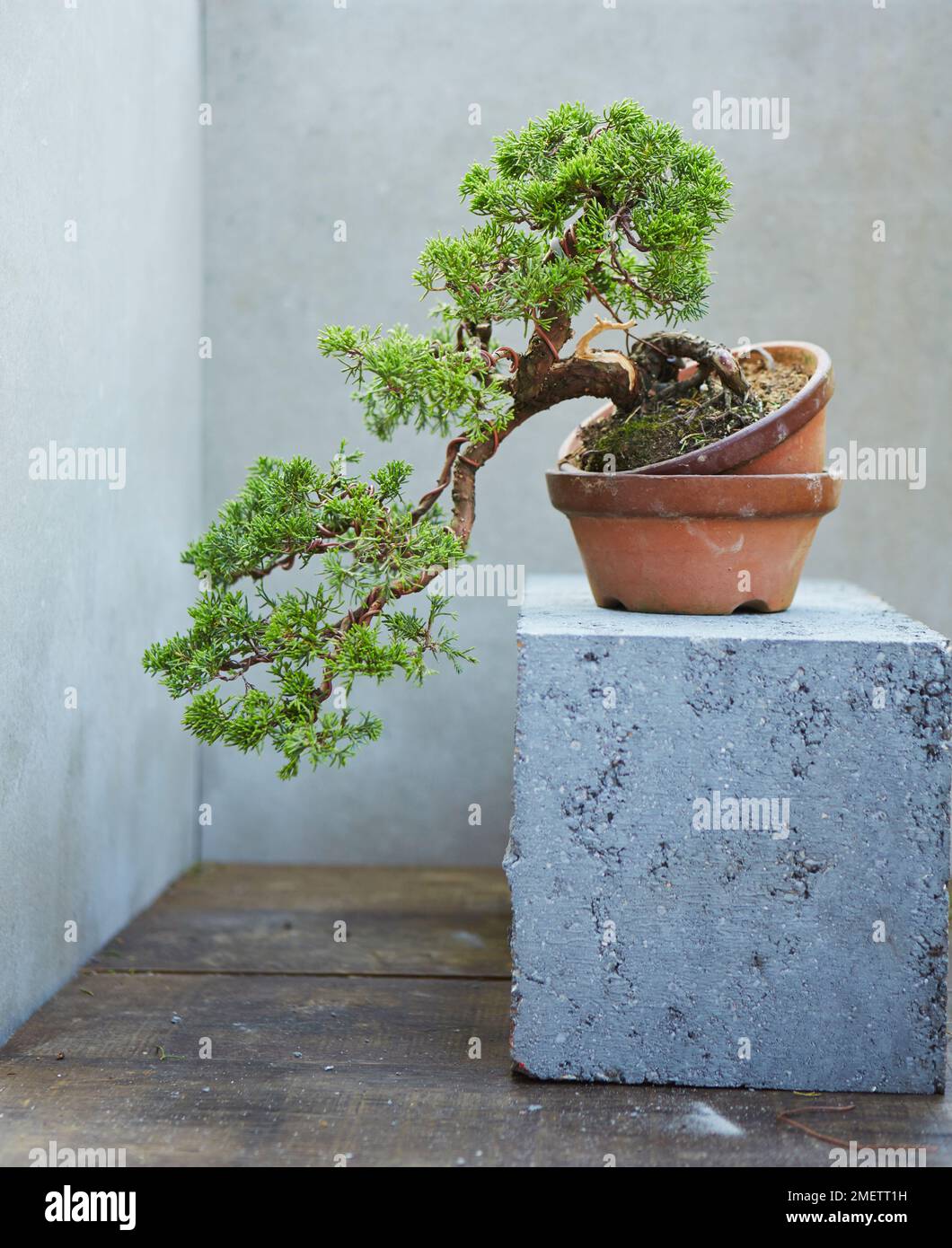 Ginepro cinese (Juniperus chinensis 'Itoigawa'), creando una cascata di  ginepro, che collega i rami a cascata Foto stock - Alamy