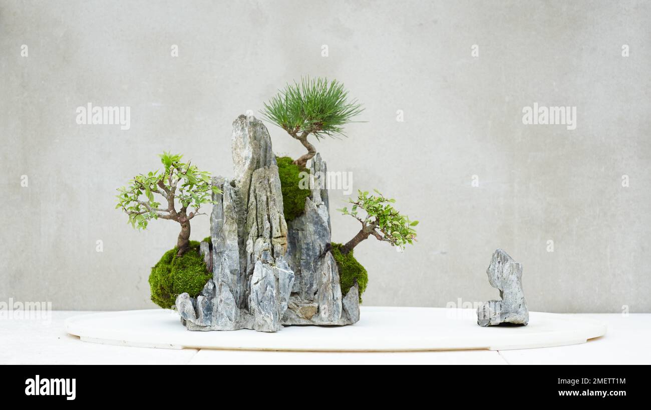 Penjing Rock Planting, esposizione finita, utilizzando Elmi cinesi e Pino Nero giapponese Foto Stock