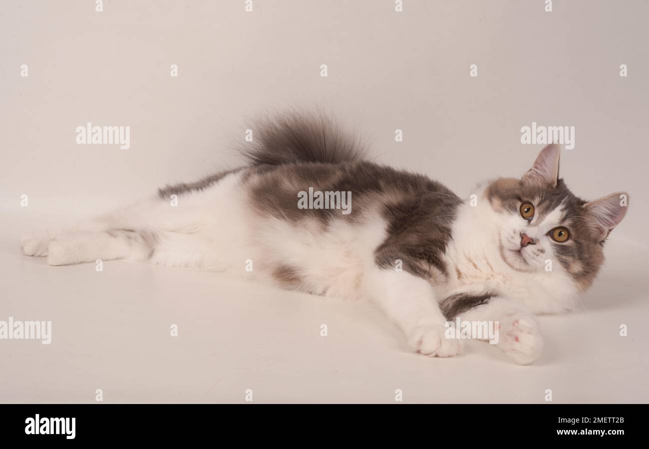 Kurilian Longhair Cat Foto Stock