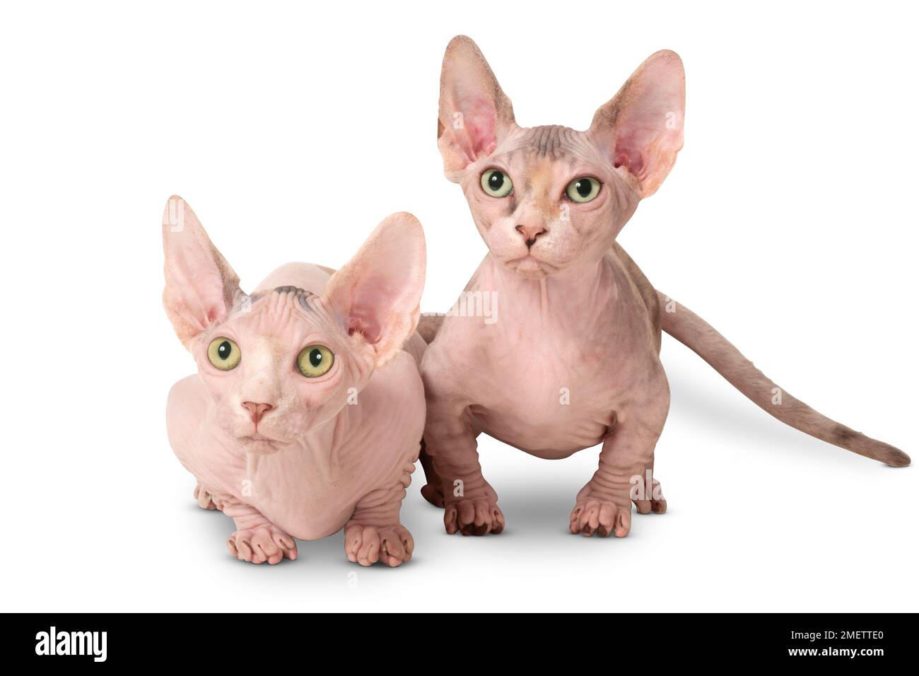 Bambino glabre cat Foto Stock