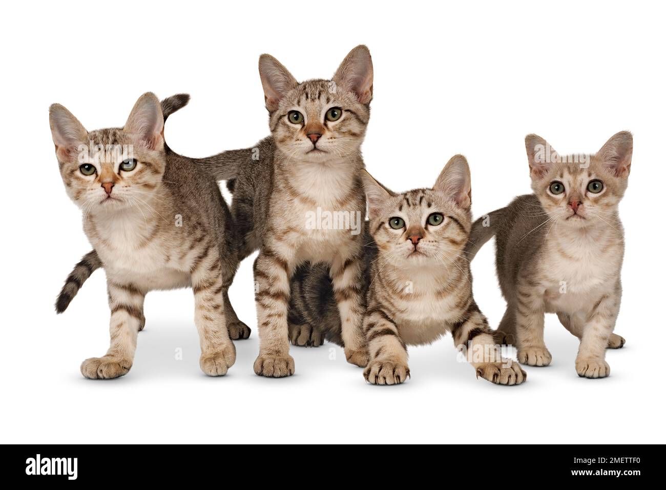 Nebbia australiano shorthair cat Foto Stock