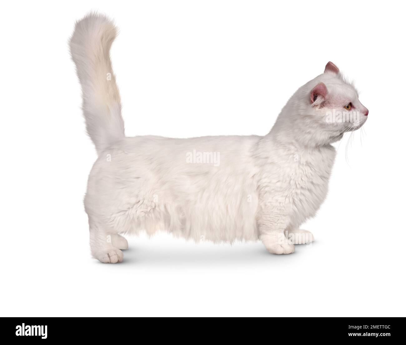 Kinkalow Longhair Cat Foto Stock