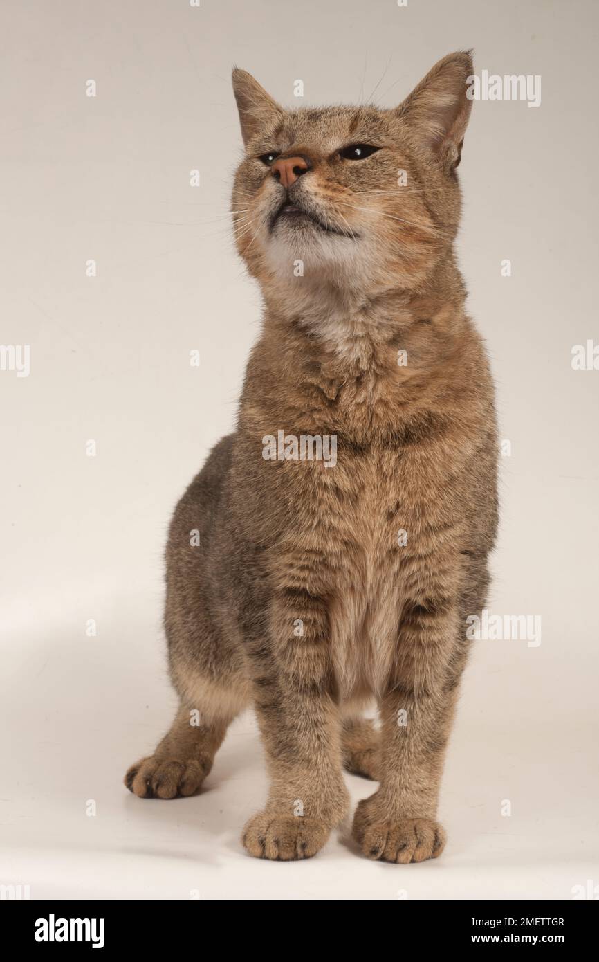 Pixiebob Shorthair Cat Foto Stock