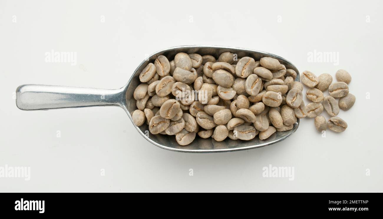 Thailandia, cucchiaio di caffè in grani di Peaberries arabica lavati Foto Stock