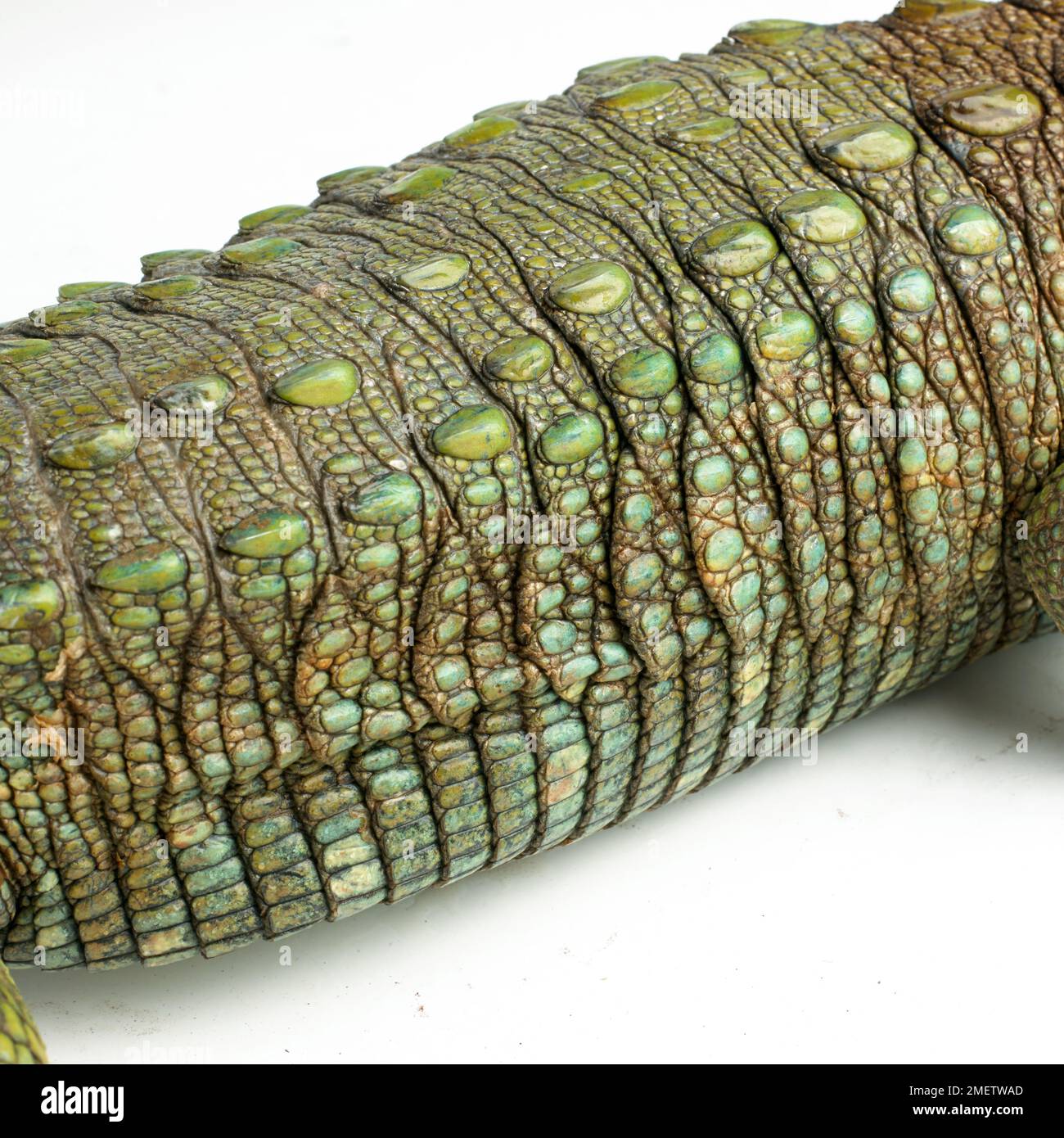 Lucertola di Caiman (Dracaena guianensis). Dettaglio del corpo. Foto Stock