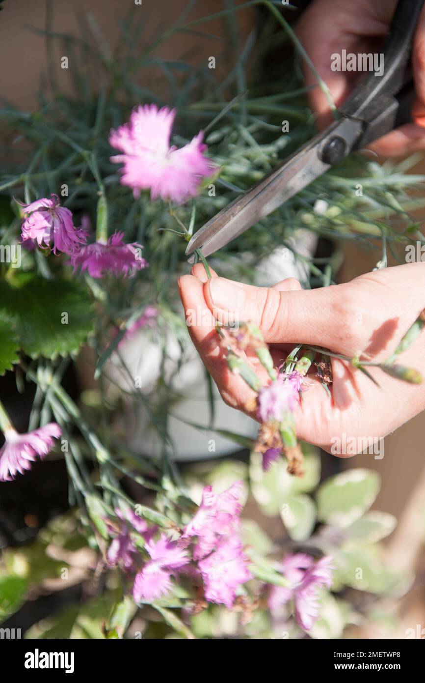 Deadesive dianthus fiori Foto Stock