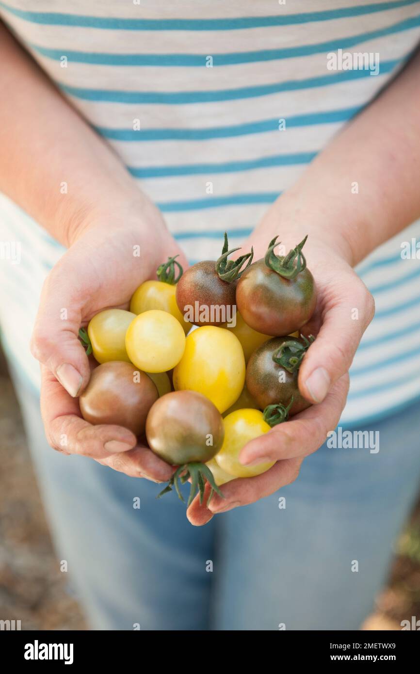 Giardiniere che tiene manciata di pomodori appena raccolti, varietà miste Foto Stock