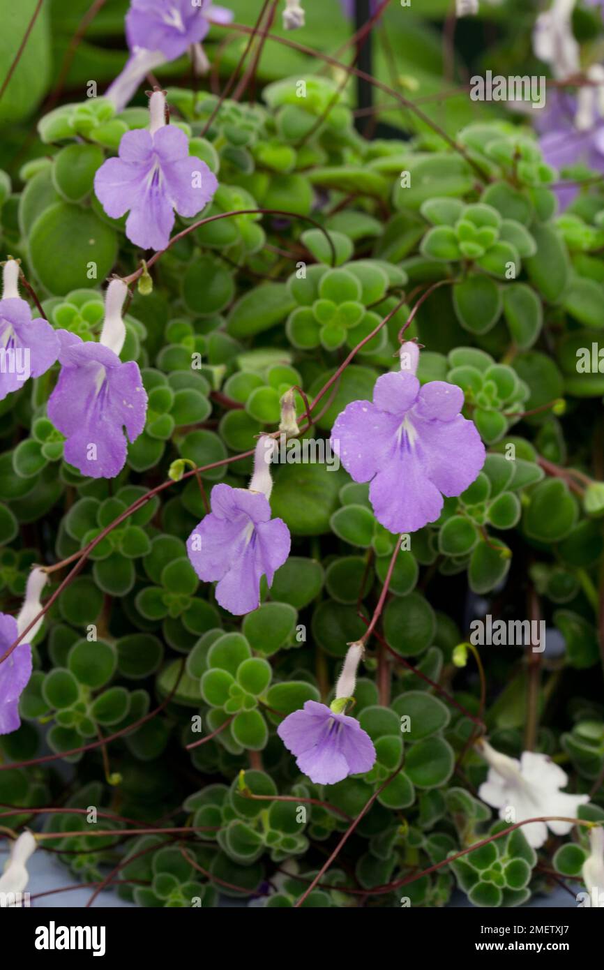 Streptocarpus saxorum compatto Foto Stock