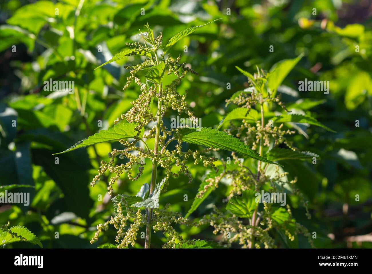 Urtica dioica, spesso chiamata ortica comune, o ortica pungente, o foglia di ortica. Ortica fiori. Foto Stock