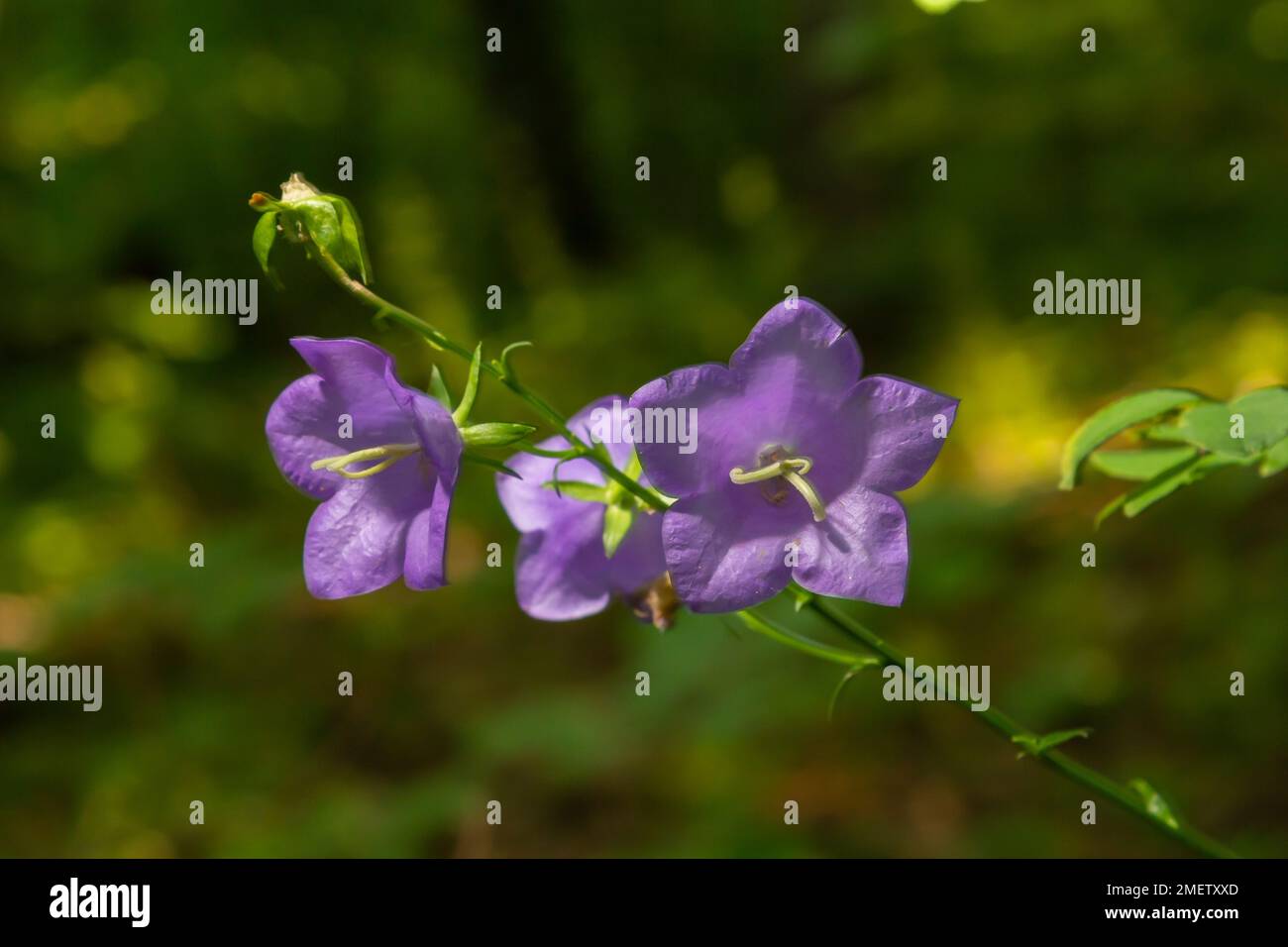 Fiore palloncino, Tussock Bellflower, Campanula persicifolia o Campanula carpatica fiori campanili viola in giardino autunnale. Foto Stock