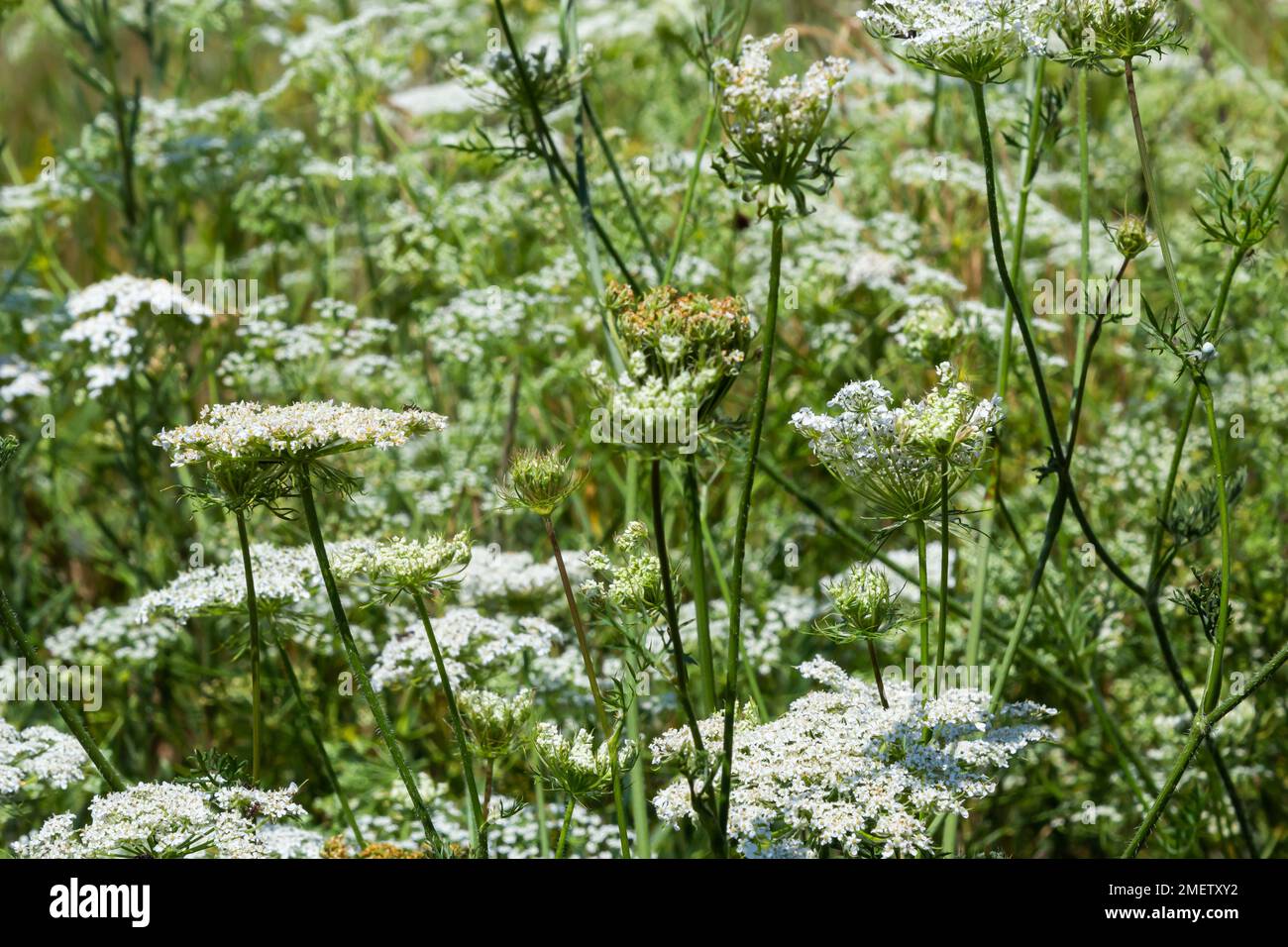 Infiorescenza del carota del Daucus, che mostra i umbellets. Piccoli fiori bianchi in giardino. Fioritura di verdure in giardino. Foto Stock