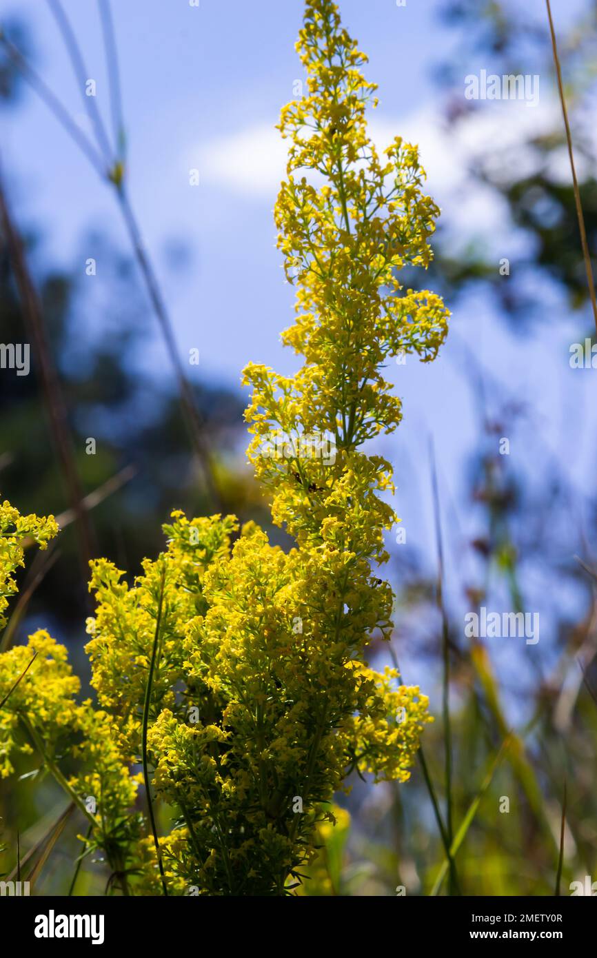 Galium verum è una pianta erbacea perenne della famiglia Robiaceae. Prato fiorito, fragrante, piante di miele. Foto Stock