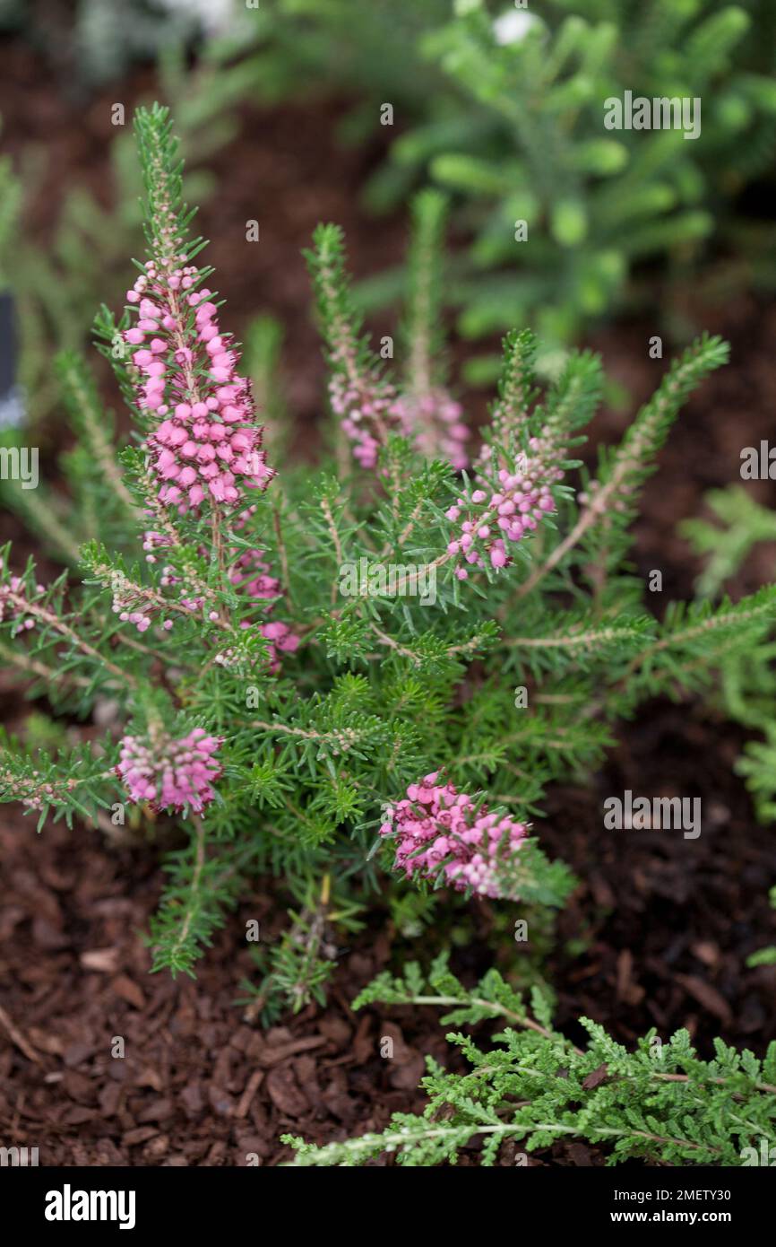 Erica vagans 'Keira' Foto Stock
