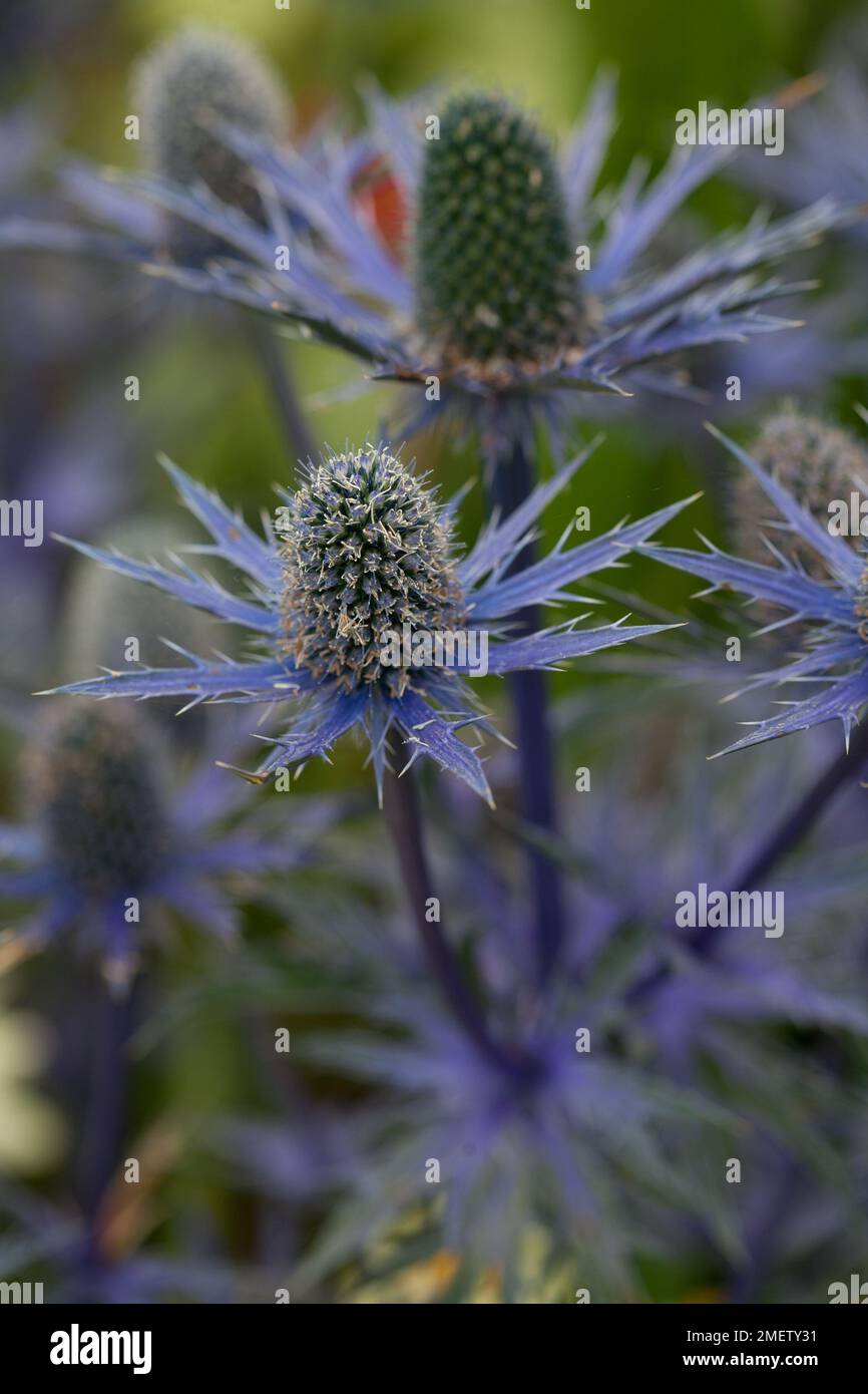 Eryngium   zabelii 'Big Blue' Foto Stock