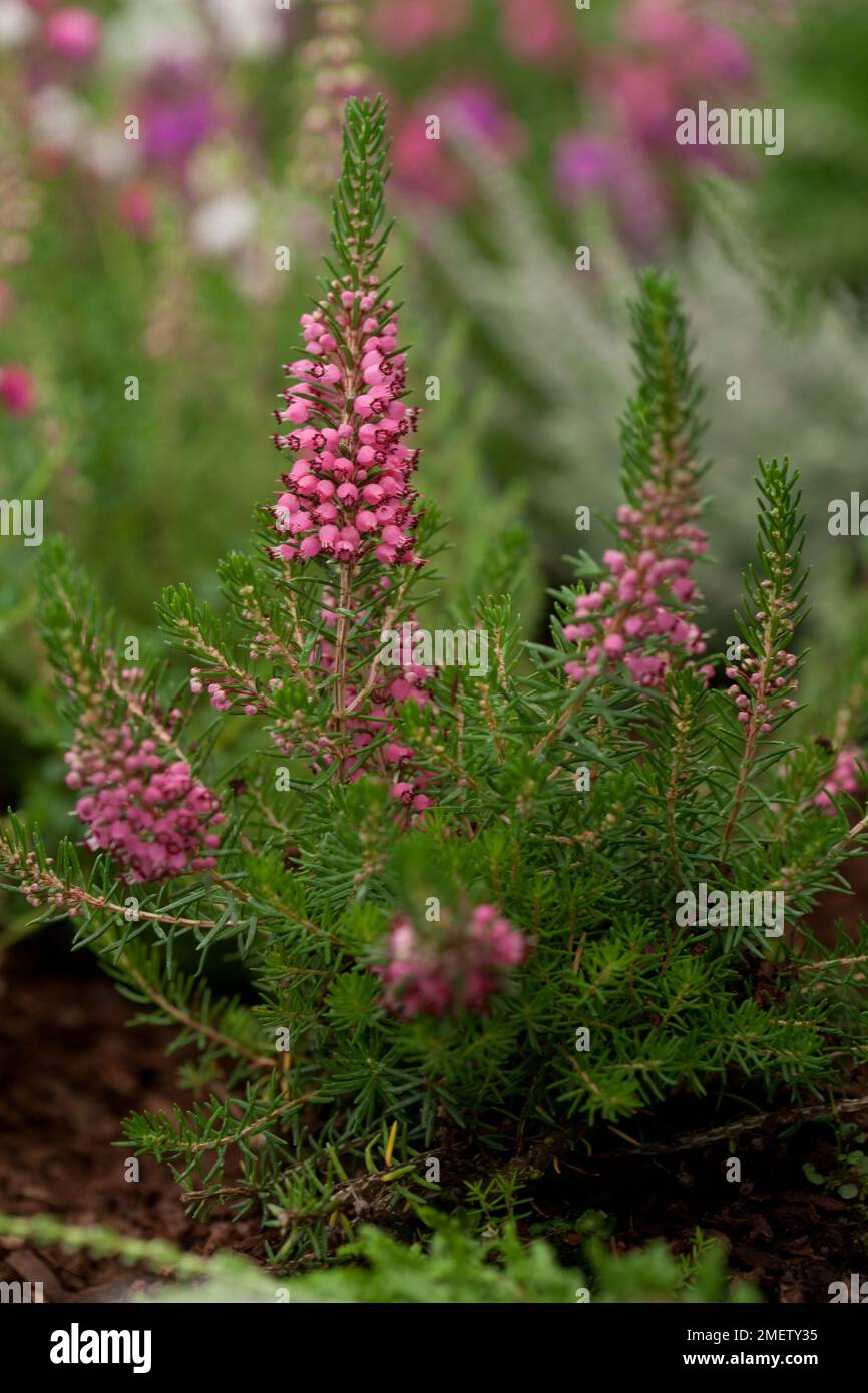 Erica vagans 'Keira' Foto Stock