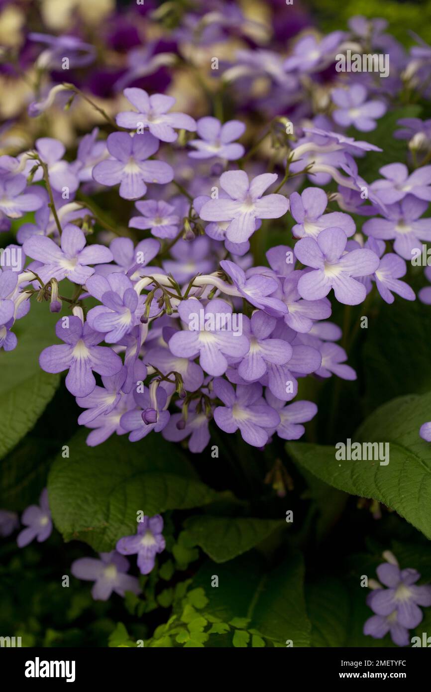 Streptocarpus "Stelle cadenti" Foto Stock