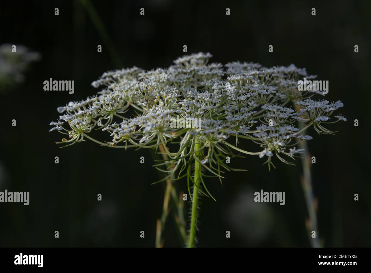 Infiorescenza del carota del Daucus, che mostra i umbellets. Piccoli fiori bianchi in giardino. Fioritura di verdure in giardino. Foto Stock