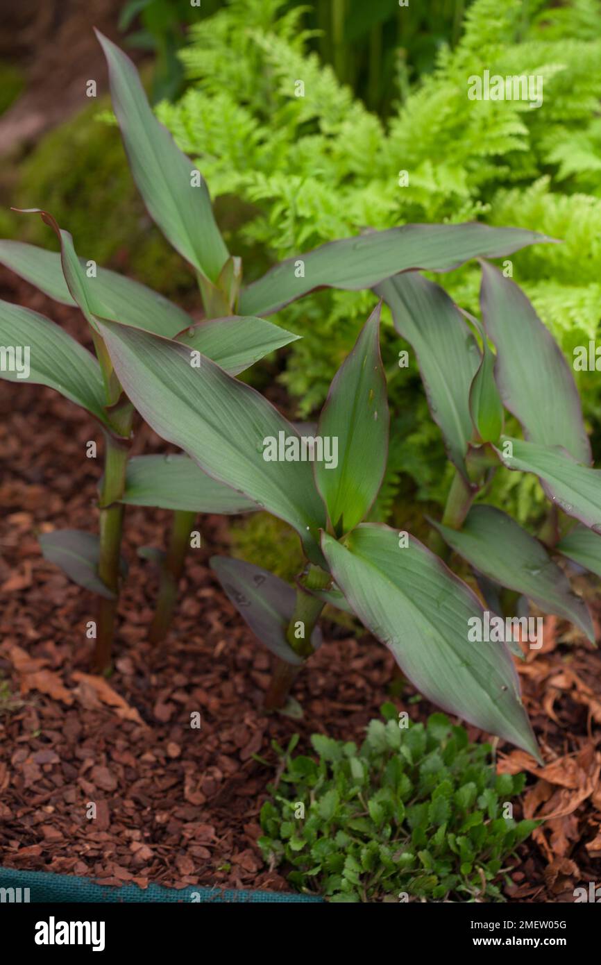 Roscoea "pavone marrone" Foto Stock