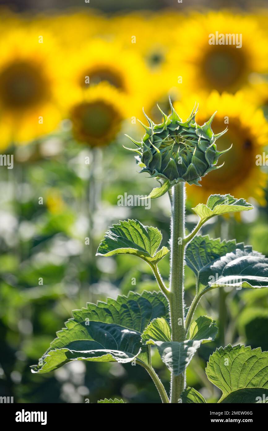 Girasole non fiorite in Toscana, Italia Foto Stock