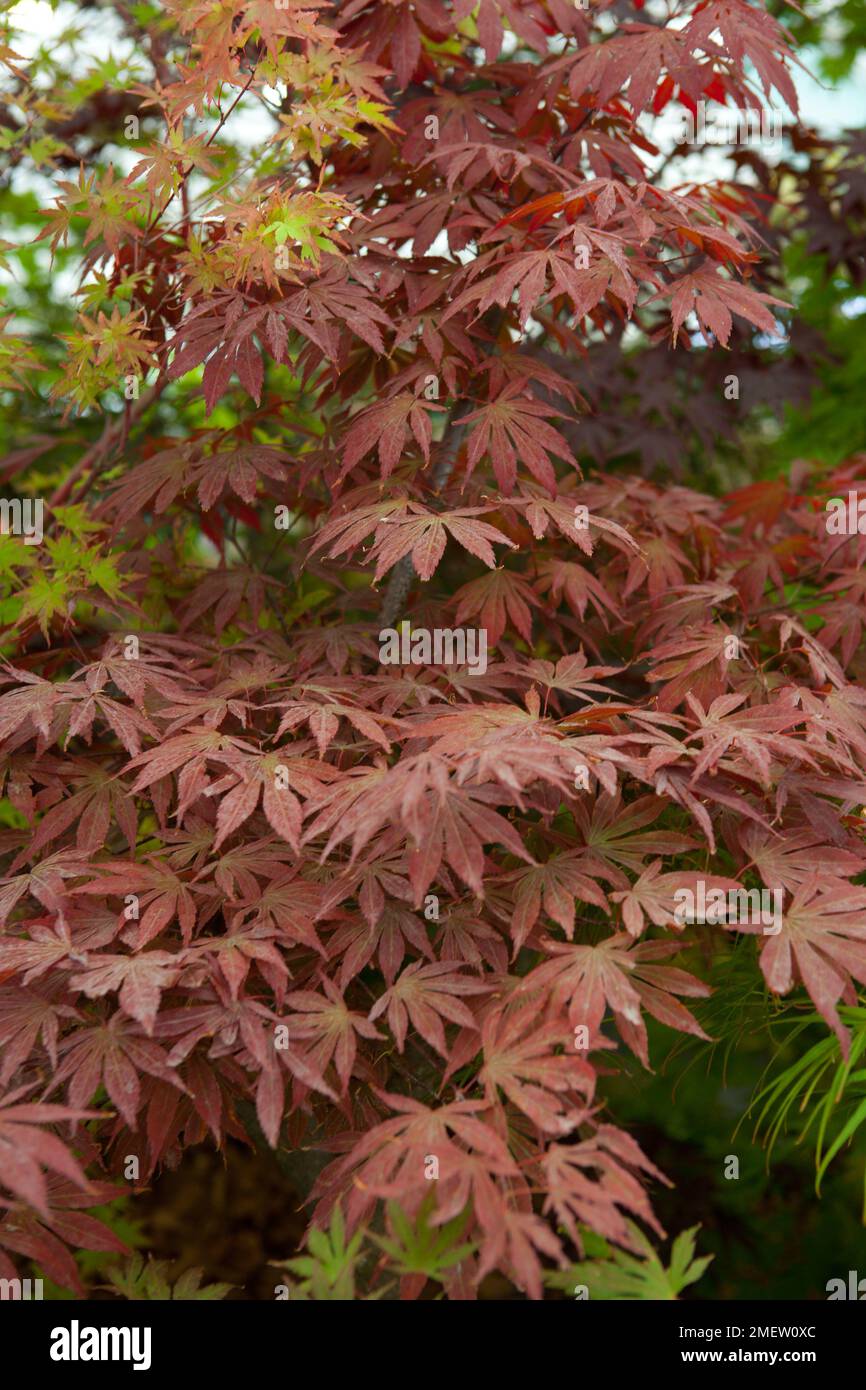 Acer palmatum 'Atropurpureum' NON SONO SICURO Foto Stock