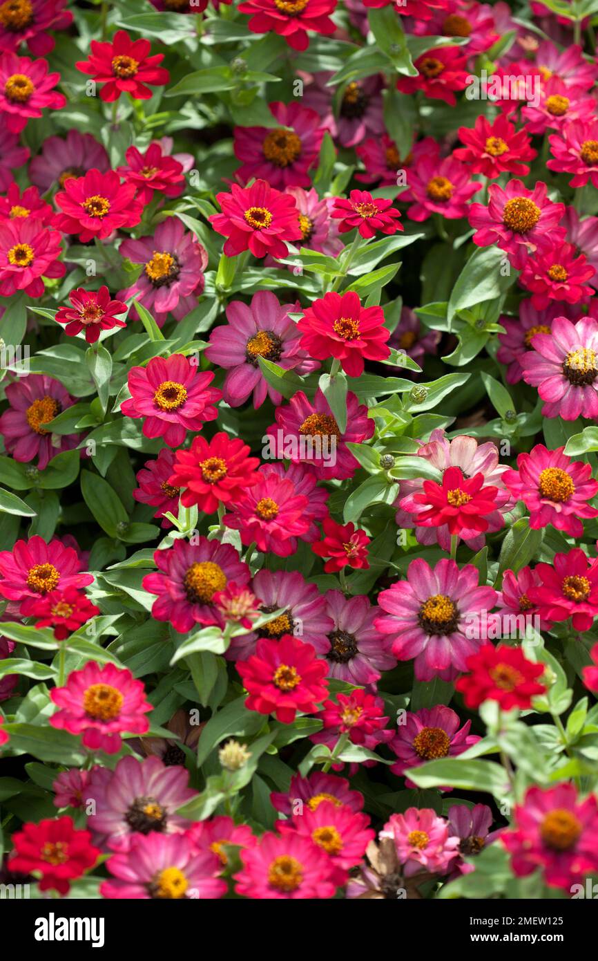 Zinnia Zahara 'lampone' Foto Stock