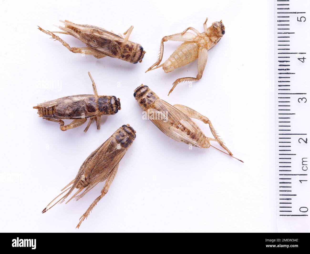 Cavallette commestibili Foto Stock