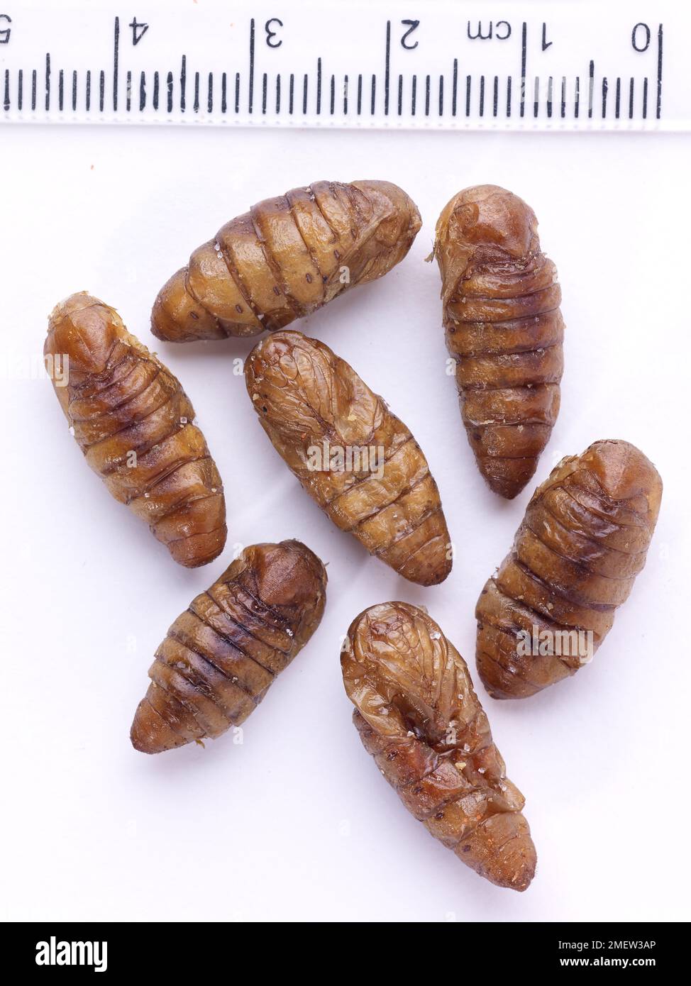 Commestibile Bozzoli di bachi da seta Foto Stock