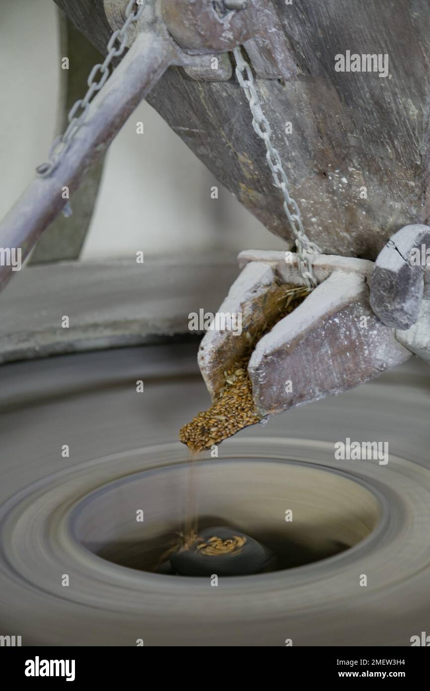 Frumento caduto su mola ad acqua presso Molino Grifoni, mulino che produce farina tonda di pietra dal 1696, a Castel San Niccolò, Toscana, Italia Foto Stock