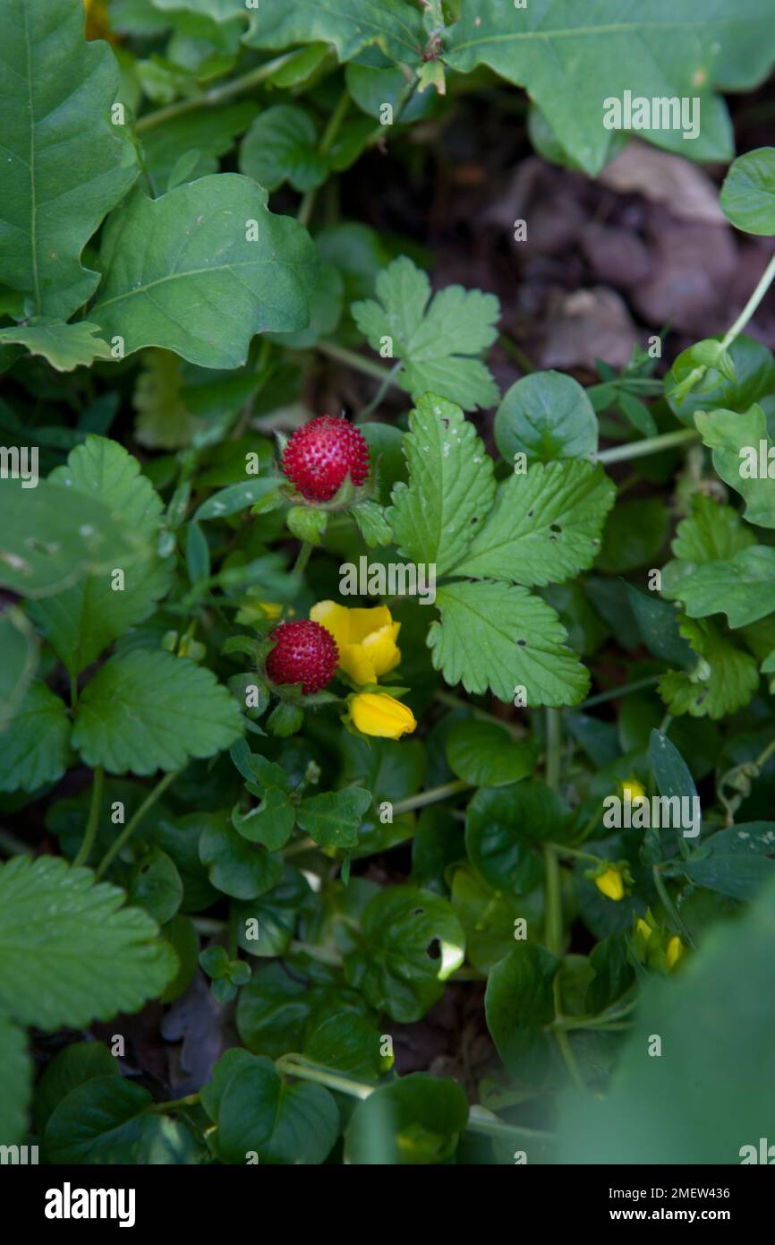 Duchesnea indica Foto Stock