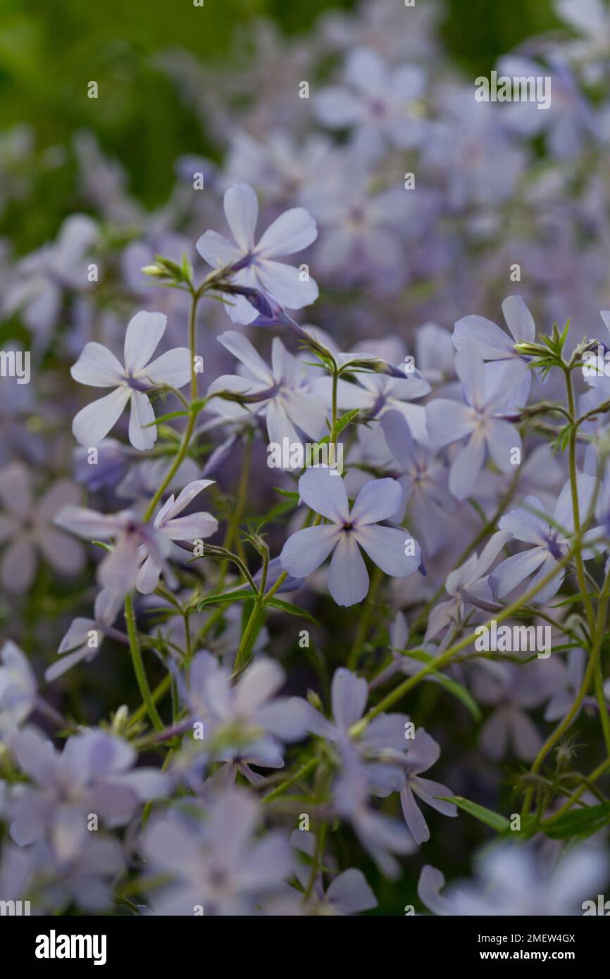 Phlox divaricata "nuvole di profumo' Foto Stock