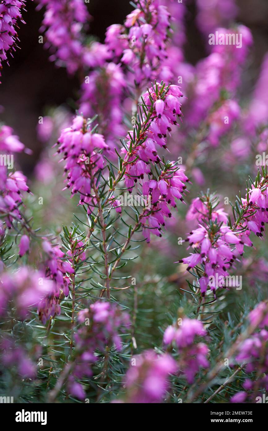 Erica x darleyensis "sorpresa primaverile" Foto Stock