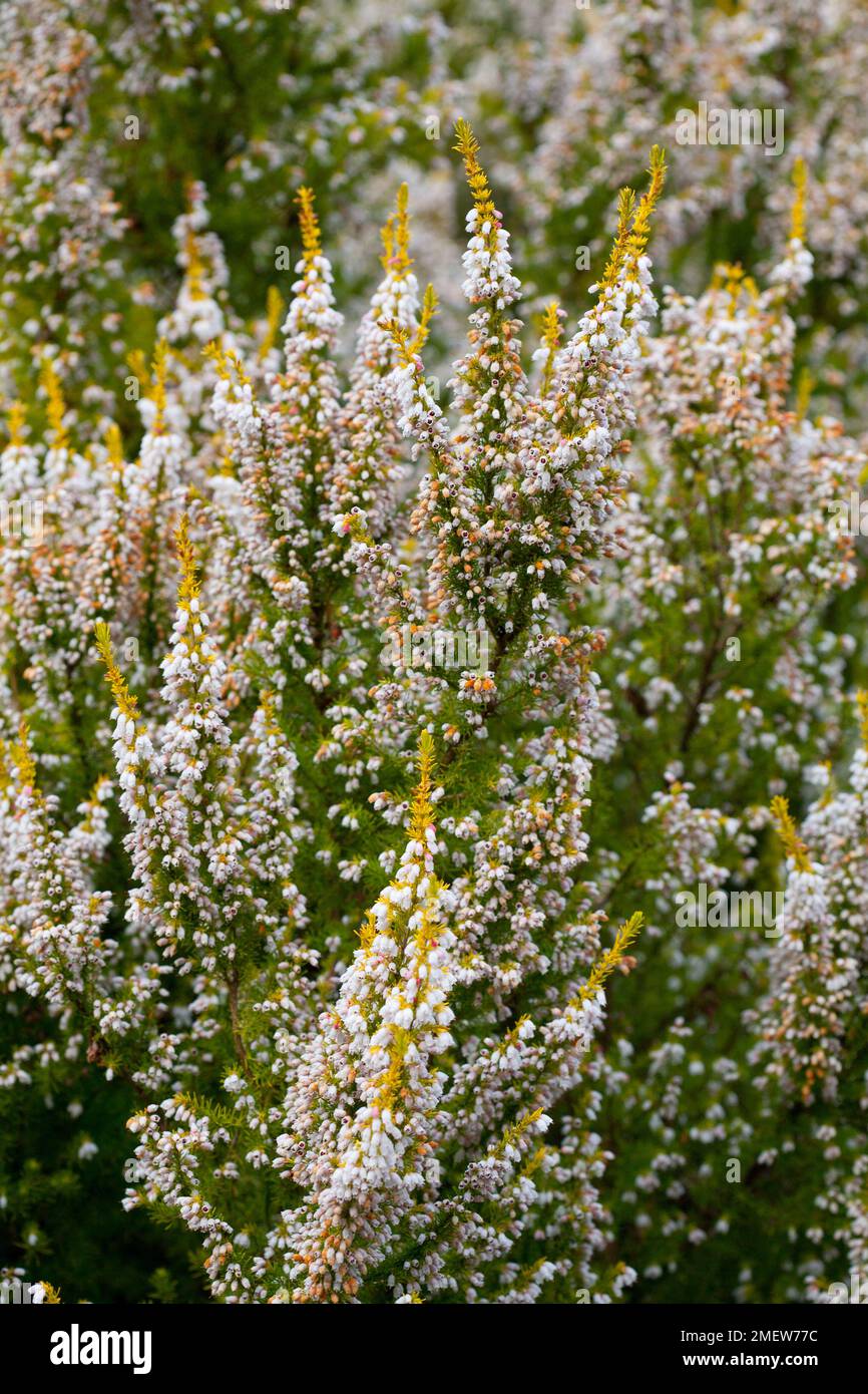 Erica lusitanica F. aureifolia 'George Hunt' Foto Stock