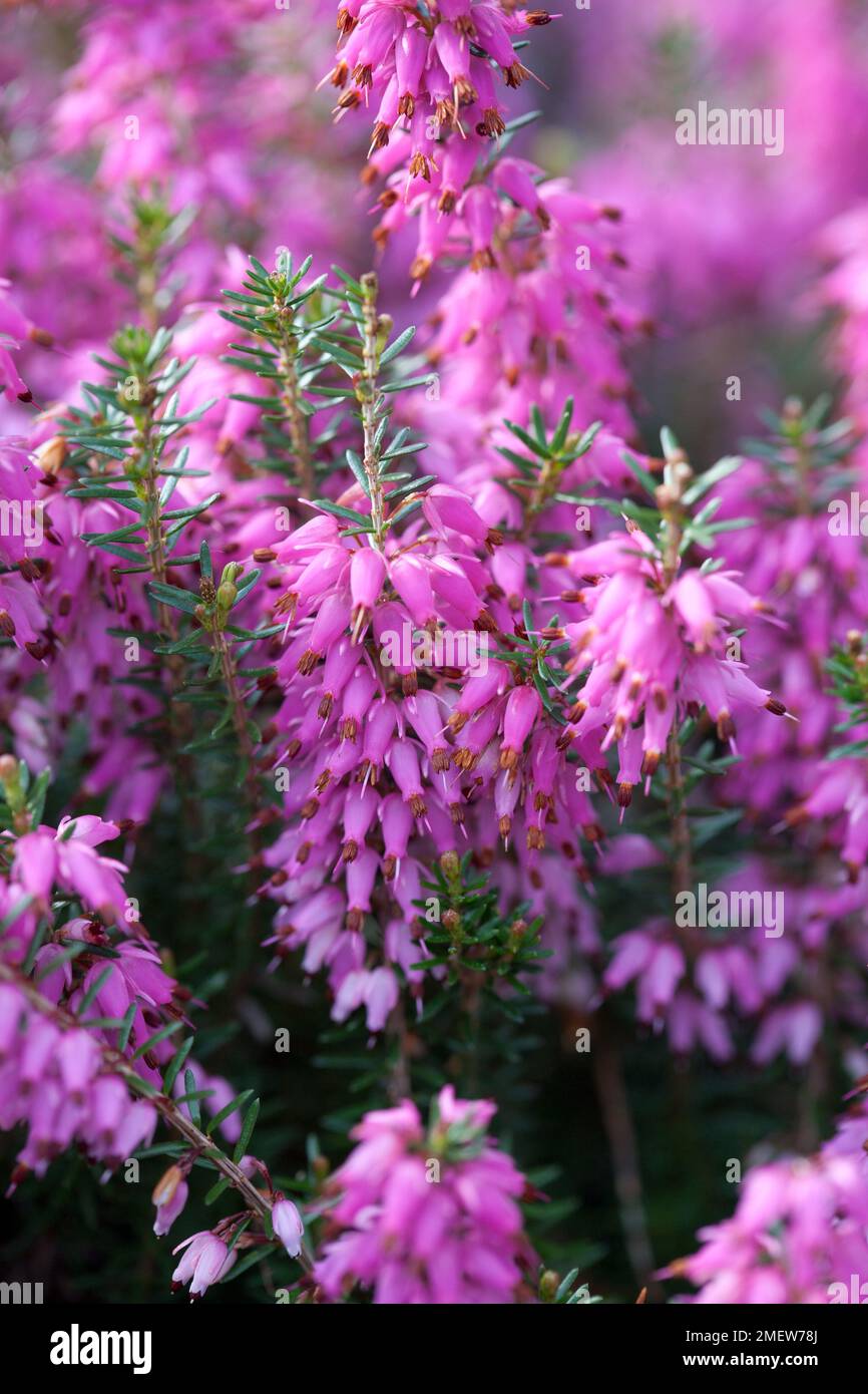 Erica carnea 'Rosalie' Foto Stock