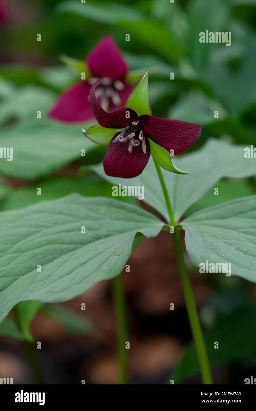 Trillium erectum Foto Stock